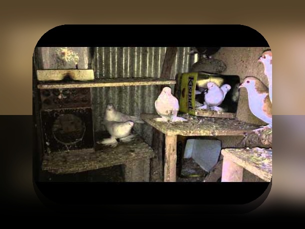 همه چیز درباره بەتریق: راهنمای کامل برای سایت شرط بندی و امنیت در فضای مجازی